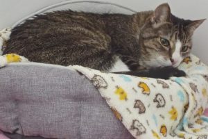 Picture of Sweetie (R.B.)