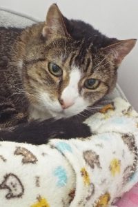 Picture of Sweetie (R.B.)