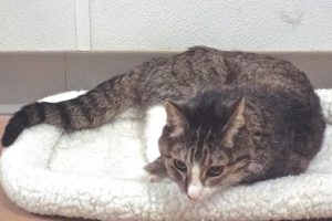 Picture of Sweetie (R.B.)