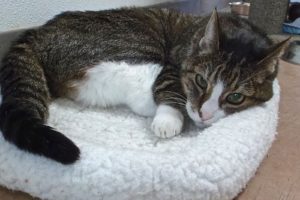 Picture of Sweetie (R.B.)