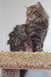 Picture of Thomas