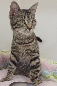 Picture of Tulip