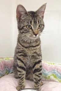 Picture of Tulip