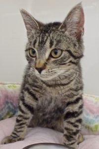 Picture of Tulip