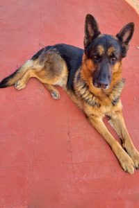 Picture of Tyson