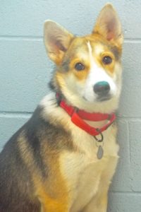 Picture of Brownie