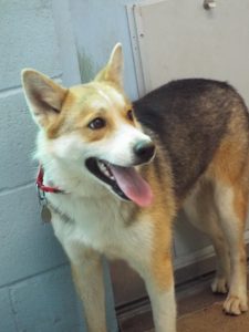 Picture of Brownie