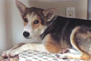 Picture of Brownie