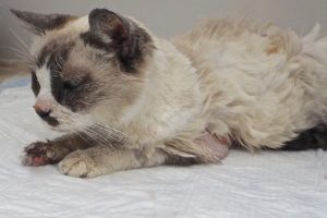 Picture of Daisy Jones (R.B.)