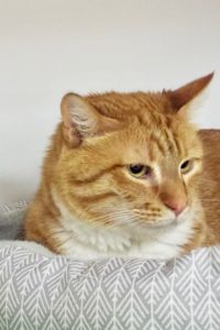 Picture of Diesel