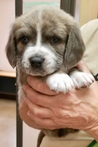 Picture of Fritz
