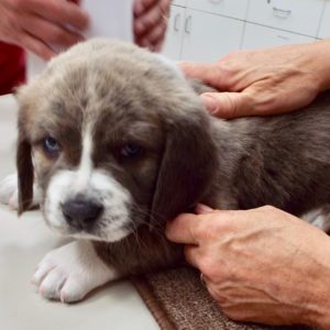 Picture of Fritz