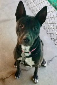 Picture of Opal