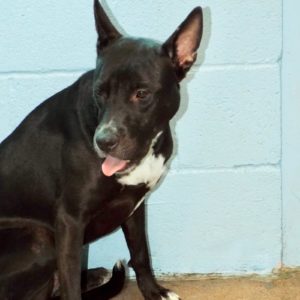 Picture of Opal