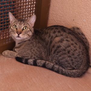Picture of Renegade