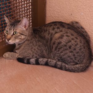 Picture of Renegade