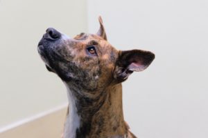 Picture of Sadie