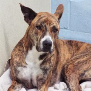 Picture of Sadie