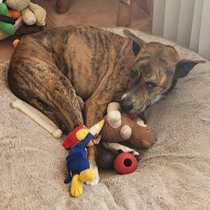 Picture of Sadie