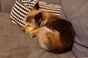 Picture of Scout