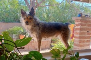 Picture of Scout