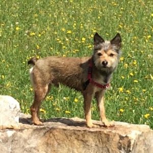 Picture of Scout