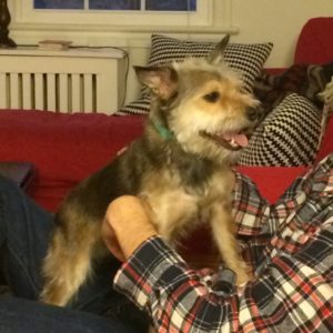 Picture of Scout