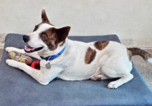 Picture of Scout