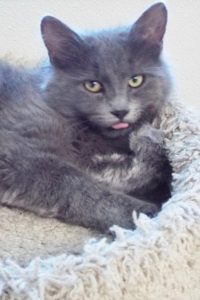 Picture of Smokey-G