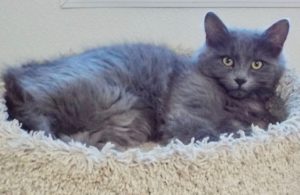 Picture of Smokey-G