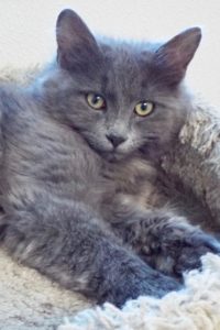 Picture of Smokey-G