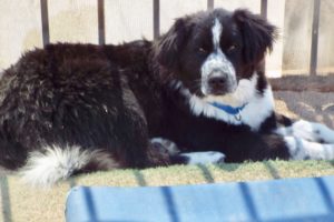 Picture of Teddy