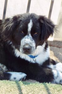 Picture of Teddy