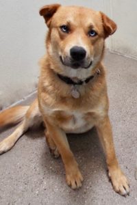 Picture of Tonka