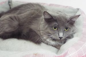 Picture of Angel