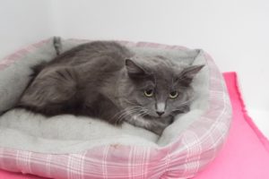 Picture of Angel