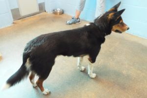 Picture of Annie
