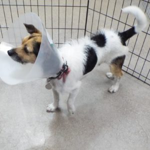 Picture of Barkley