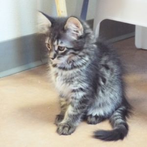 Picture of Bonkers