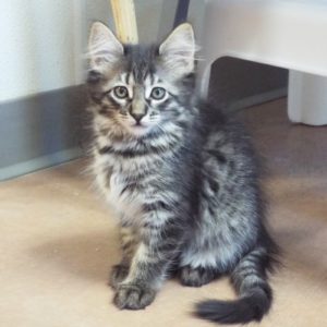 Picture of Bonkers