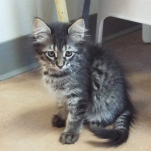 Picture of Bonkers