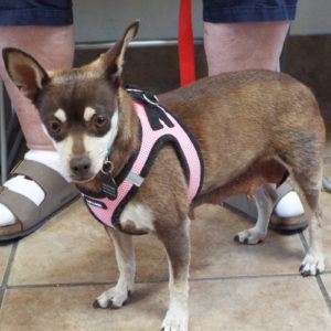 Picture of Bonnie