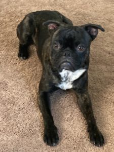 Picture of Bugsy