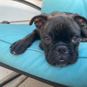 Picture of Bugsy