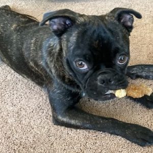 Picture of Bugsy