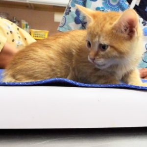 Picture of Bumper