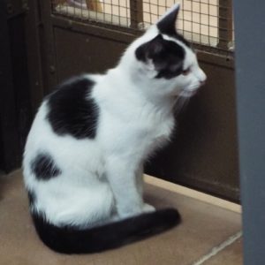 Picture of Buzz