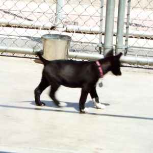 Picture of Cha Cha