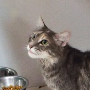 Picture of Chenille