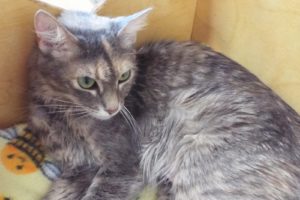Picture of Chenille